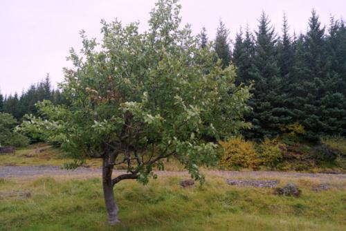 Reyniviður í landi Skóga. Ljósmynd: Þórarinn Ólafsson