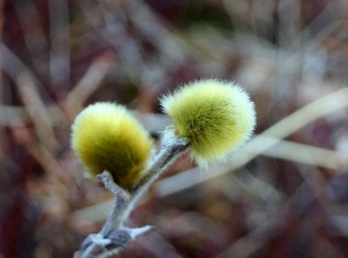  Þórarinn Ólafsson