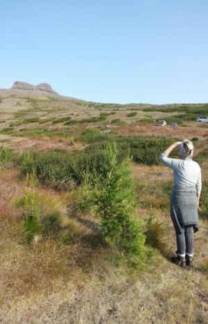 Uppgræðsla lands að Skógum