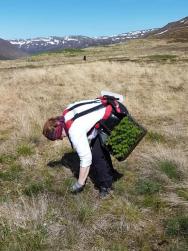 Gróðursetning að Skógum í Þorskafirði.