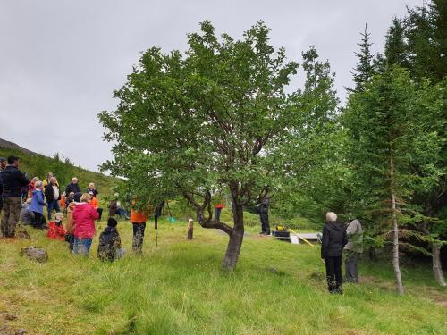 Tré ársins 2020 útnefnt að Skógum í Þorskafirði