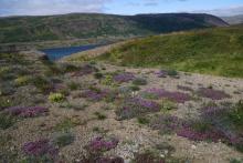 Síðustu ár hefur verið unnið sleitulaust að uppgræðslu landsins að Skógum