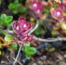 Ljósmynd eftir Þórarinn Ólafsson