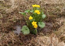 Myndin sem prýðir þessa frétt er af hófsóley, sem dregur nafn sitt af grænu hóflaga blöðunum. Myndin er fengin að láni hjá Böðvari Jónssyni. Hún var tekin á landareign bahá'ia að Skógum í Þorskafirði. Hófsóley blómstrar alltaf snemma á vorin. Hún blómgast í maí áður en annar gróður er almennilega farinn að taka við sér eins og sést á myndinni. Hún vex í votlendi í raun í mjög blautu t.d. í skurðbotnum þar sem finna má mikla bleytu og aur. Hún er tiltölulega hávaxin og algeng um allt land nema á hálendinu. H